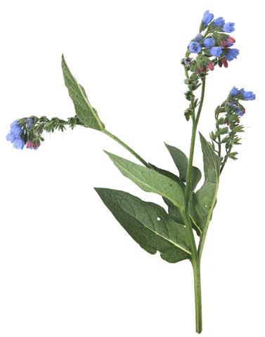 How Allantoin Helps Soothe and Repair Skin Naturally